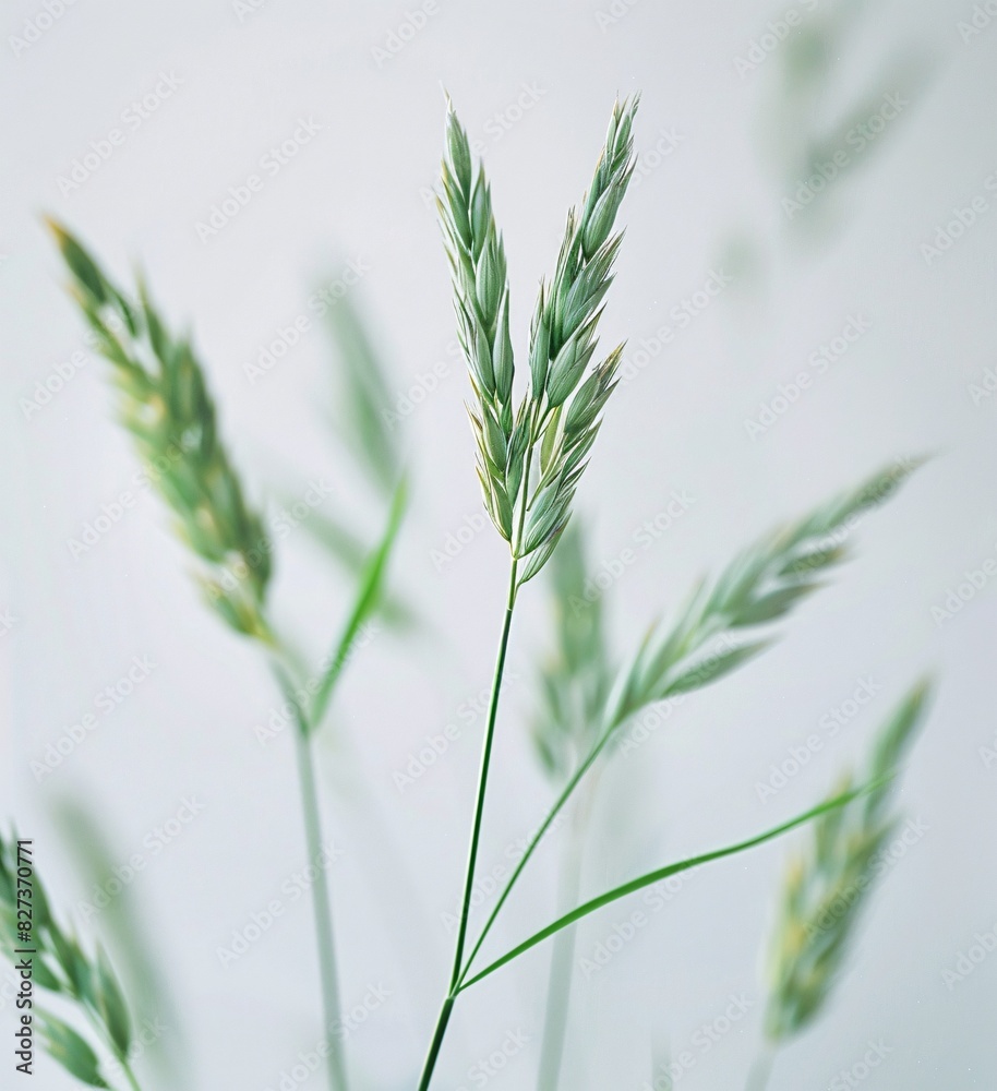 Close-up of Wheat or Barley Plant in a Blurred Background Close-up of Wheat or Barley Plant in a Blurred Background