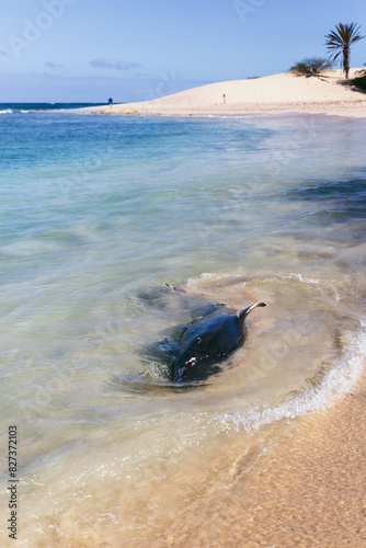 beach with died dolphin, Boa Vista, Cape Verde