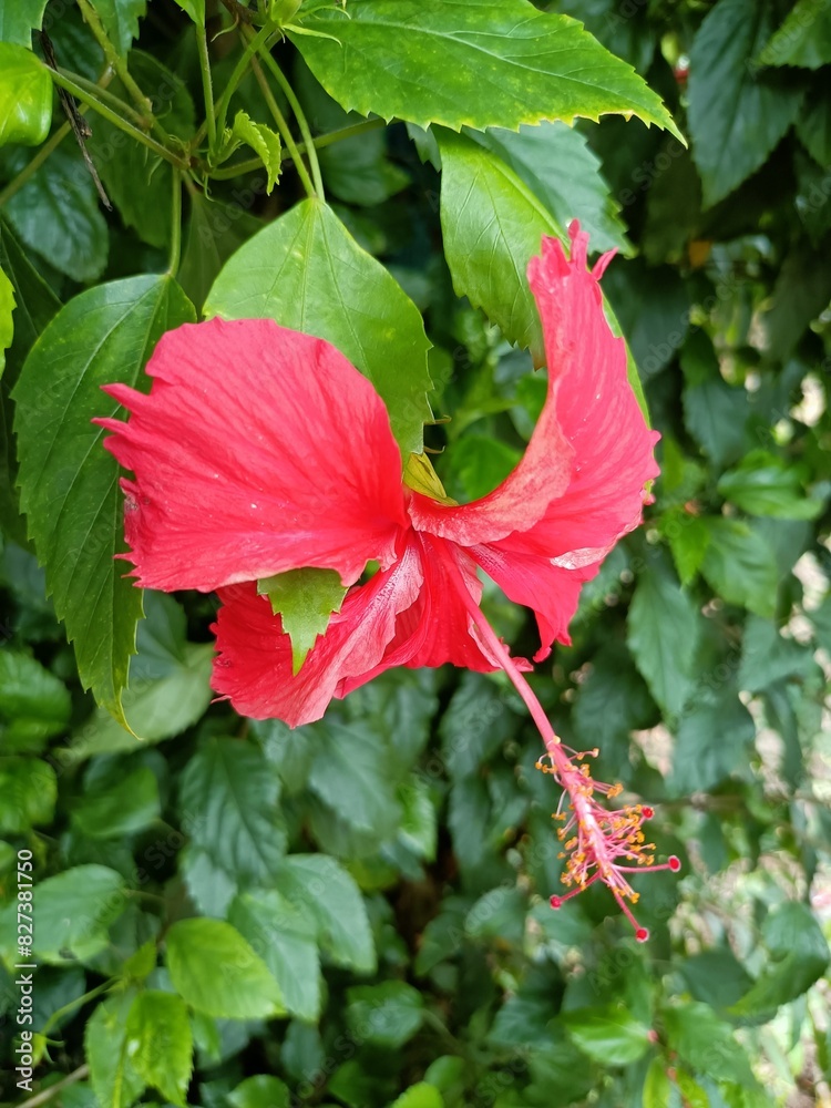 Hibiscus is a genus of flowering plants in the mallow family, Malvaceae. Hibiscus is a genus of flowering plants in the mallow family, Malvaceae.