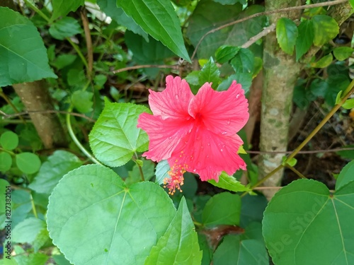 Hibiscus is a genus of flowering plants in the mallow family, Malvaceae. photo