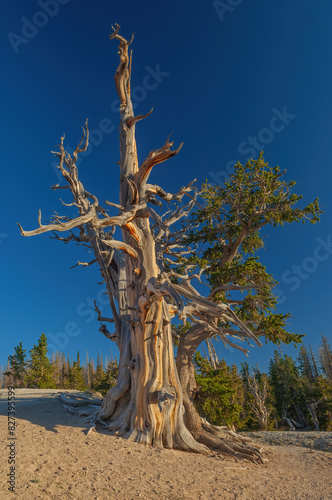 Landscape of a bristlecone pine at sunrise, Cedar Breaks National Monument, Utah, USA