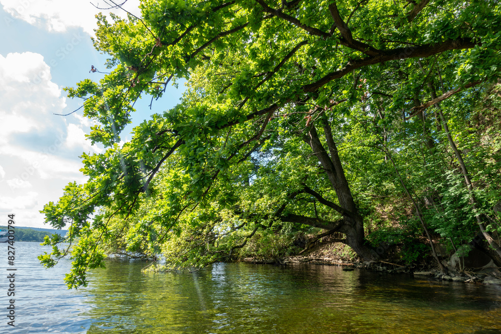 Baum knapp über der Wasseroberfläche, Möhnesee, Deutschland, NRW, Sauerland