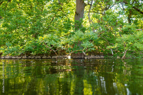 Eichel Baum über Wasser