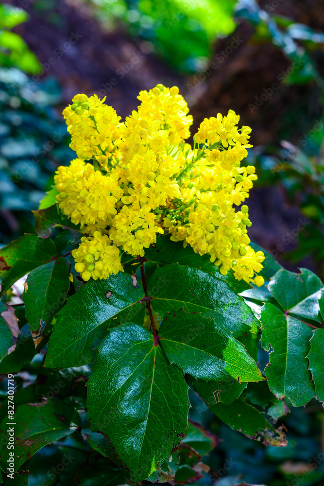 Mahonia aquifolium (Oregon-grape or Oregon grape), inflorescence with yellow flowers Mahonia aquifolium (Oregon-grape or Oregon grape), inflorescence with yellow flowers