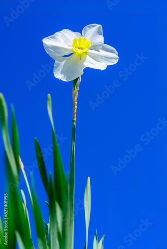 White narcissus flower against a background of blue sky in the garden, Ukraine
