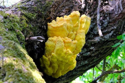 Laetiporus sulphureus is a species of bracket fungus. Its common names are crab-of-the-woods, sulphur polypore, sulphur shelf, and chicken-of-the-woods. Young specimens are edible and tasty.  photo