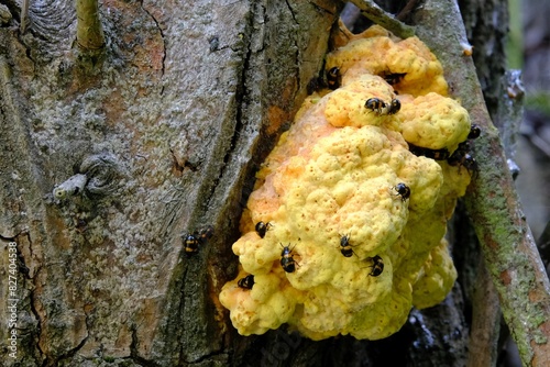 Mushroom Laetiporus sulphureus  and a lot of insects Diaperis boleti  on it. Another names: crab-of-the-woods, sulphur polypore, sulphur shelf, chicken-of-the-woods. Young specimens are edible. photo
