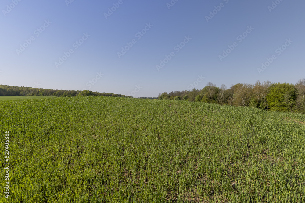 a green wheat field in the spring season