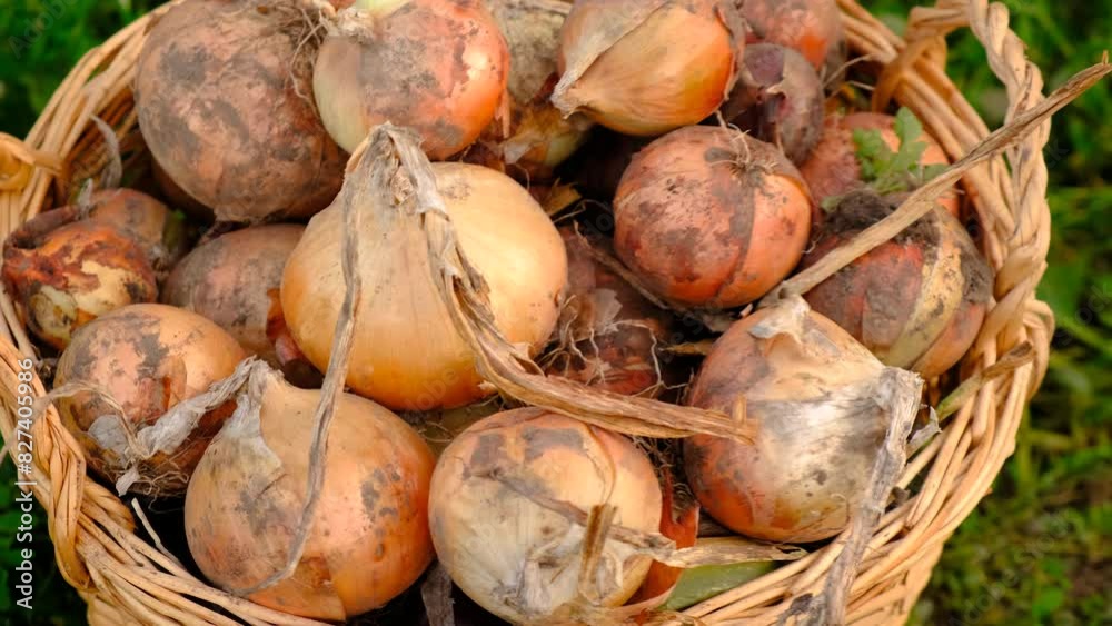 collects onions in a basket in the garden. Selective focus. collects onions in a basket in the garden. Selective focus.
