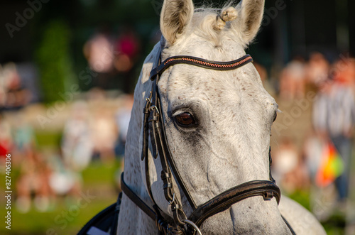 Slika na platnu Portrait of a white thoroughbred lusitano horse