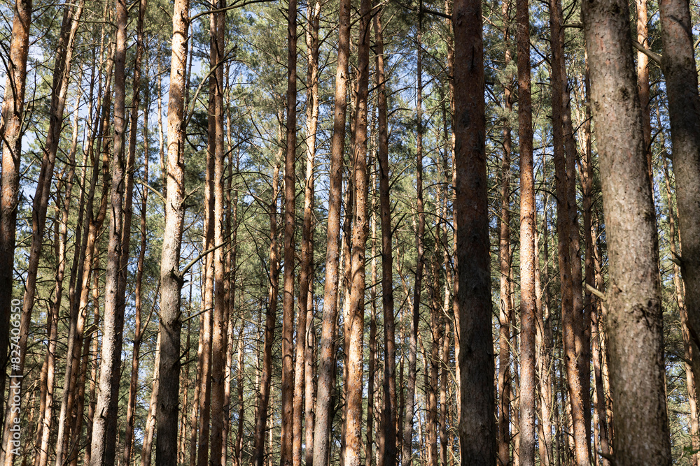 Obraz premium pine forest with tall trees against a blue sky background