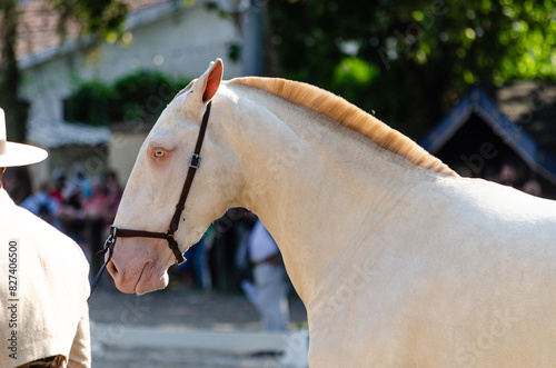 Face portrait of a white lusitano horse in an equestrian exhibition photo