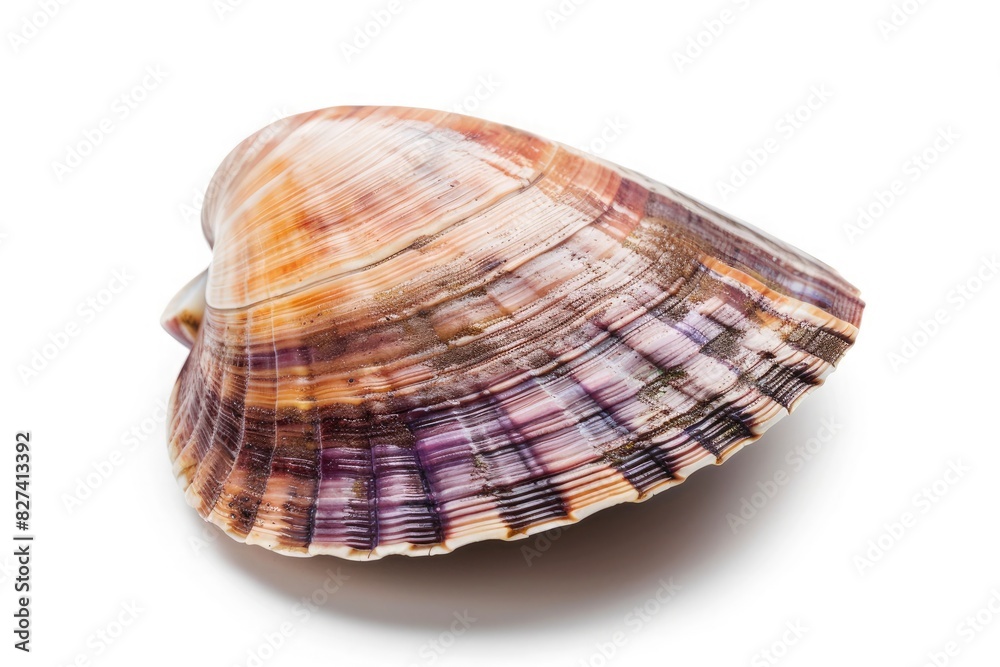 fresh raw Limpet isolated on white background with clipping path fresh raw Limpet isolated on white background with clipping path