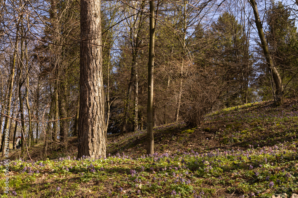Obraz premium meadow in the forest with purple flowers near a tree