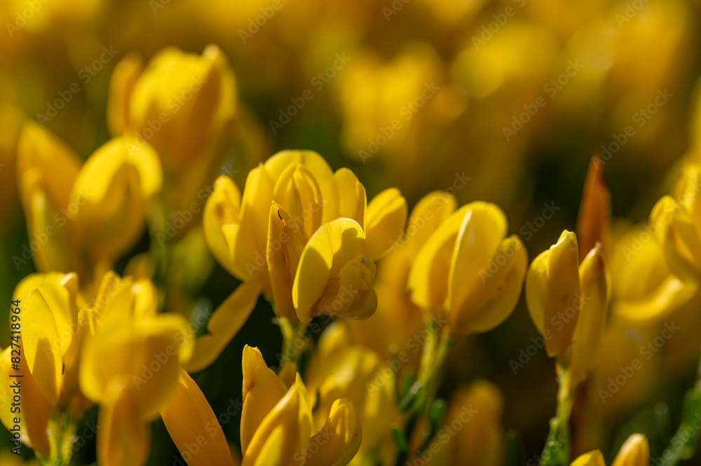 Obraz premium Spring background of yellow and fragrant flowers of Ulagino (Genista hispanica) in the Andalusian countryside