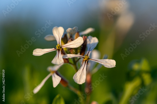 Spring background of white arugula flowers in the field photo
