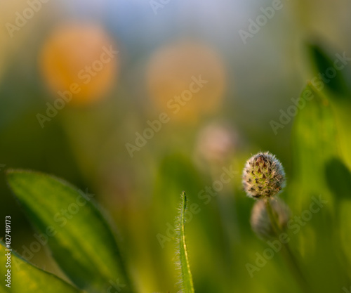 Detail of a plantain flower (Plantago lagopus) in the meadow