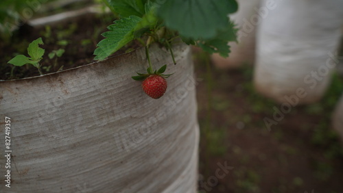 the strawberries are ripe on the plant