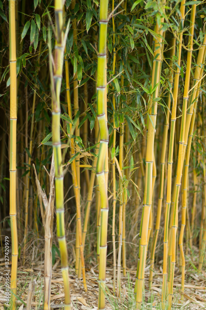 Fototapeta premium Bamboo trunks. Plant thickets closeup.