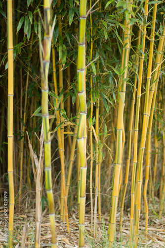 Bamboo trunks. Plant thickets closeup.