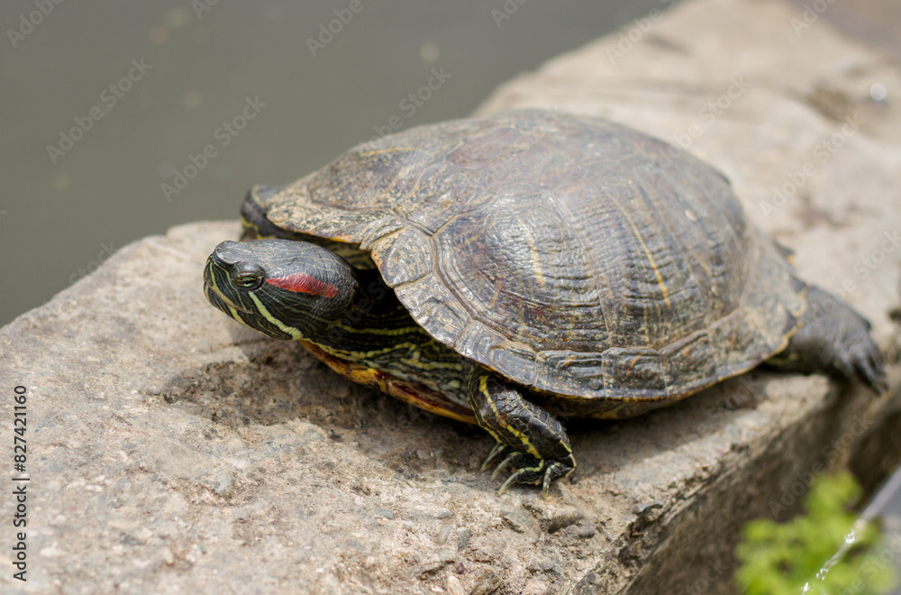 Pond slider (Trachemys scripta) resting in the sun Pond slider (Trachemys scripta) resting in the sun