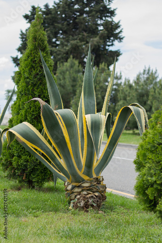 Agave americana (var. Marginata) grows on an alley