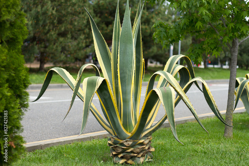 Agave americana (var. Marginata) grows on an alley