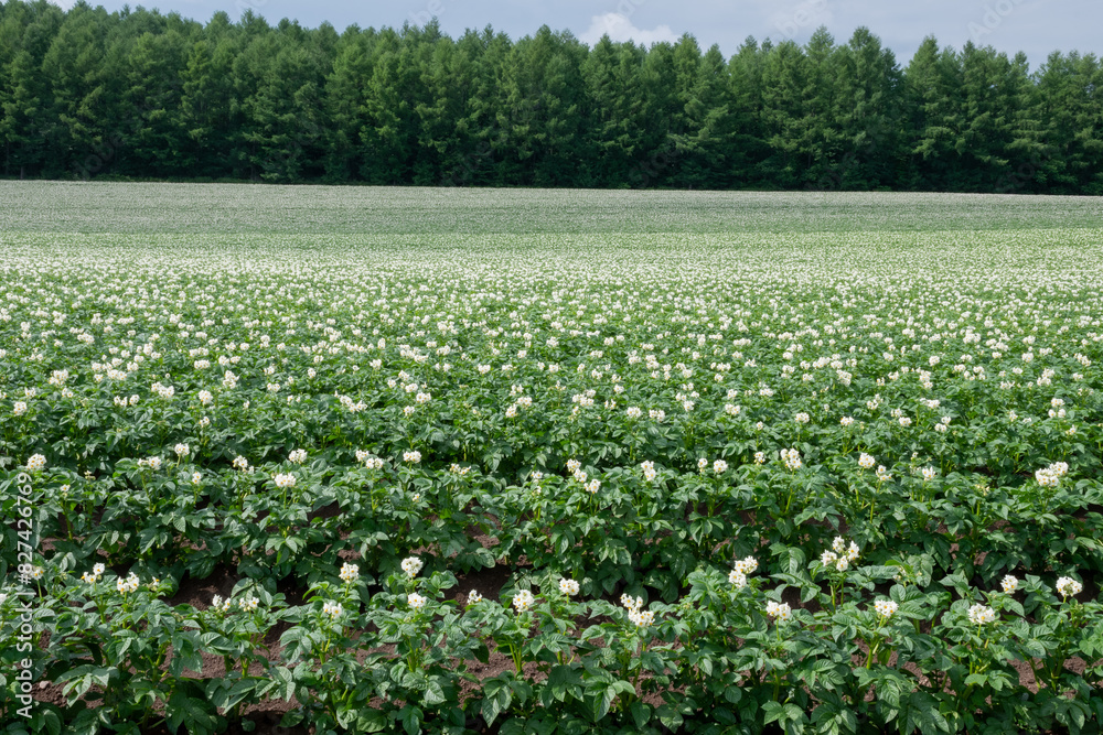 白い花が満開のジャガイモ畑
