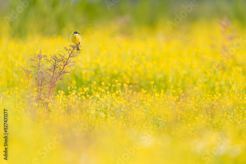 Western yellow wagtail in the buttercup meadow (Motacilla flava)