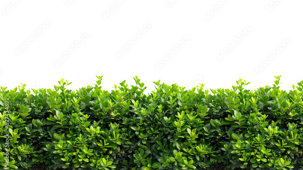 Lush green hedge on a transparent background, white background Lush green hedge on a transparent background, white background