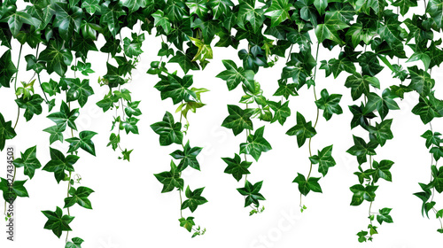 Lush green ivy vines hanging down, transparent background, white background