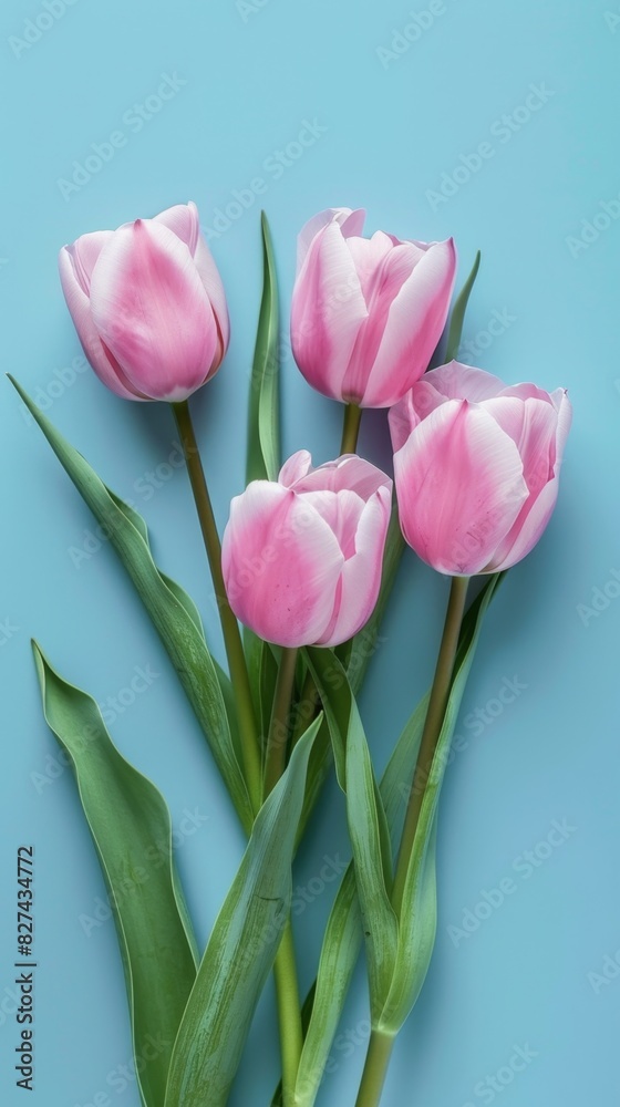 Obraz premium Tulip flower decoration spring nature blossom story solid blue background