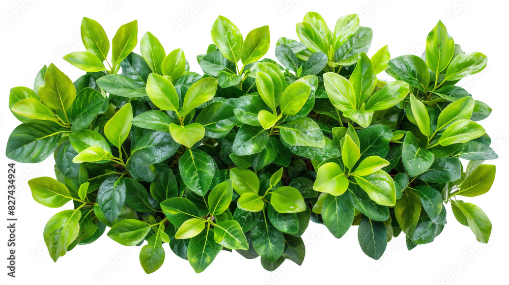 Top view of lush green tropical leaves, transparent background, white background Top view of lush green tropical leaves, transparent background, white background