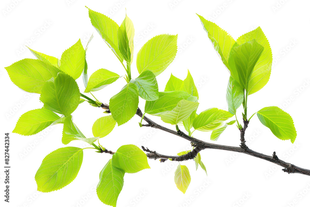 fresh green leaves, their veins intricately etched, cascading down a sun-dappled forest path, creating a mesmerizing spectacle of nature's artistry.Isolated on white background. fresh green leaves, their veins intricately etched, cascading down a sun-dappled forest path, creating a mesmerizing spectacle of nature's artistry.Isolated on white background.