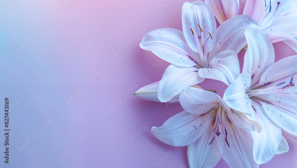 Lilies on soft blue and purple gradient background with copy space, Beautiful banner design for Motherâ€™s Day, Valentine or Birthday