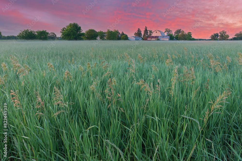 Summer landscape of grassy meadow and farmstead at dawn, Michigan, USA Summer landscape of grassy meadow and farmstead at dawn, Michigan, USA