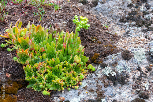 Houseleeks plants (Sempervivum ruthenicum), forever alive, Succulent plant photo