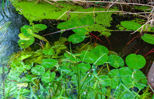 Floating aquatic plants  water lily Nymphaea candida and yellow capsule Nuphar lutea