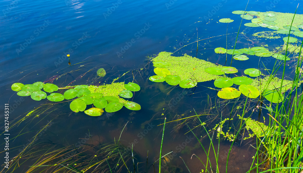 Floating aquatic plants, water lily Nymphaea candida and yellow capsule Nuphar lutea Floating aquatic plants, water lily Nymphaea candida and yellow capsule Nuphar lutea