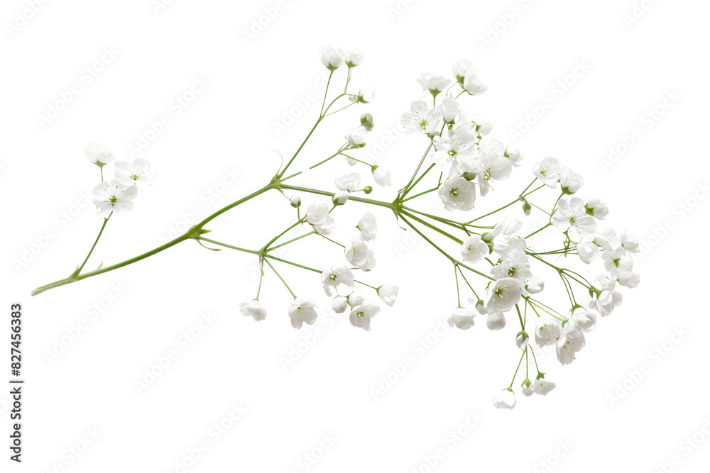 Obraz premium A single Gypsophila flower suspended in mid-air, capturing its delicate form and highlighting its intricate details. isolated on white background