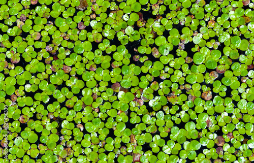 Lemna minor - the common duckweed or lesser duckweed, is an aquatic freshwater plant photo