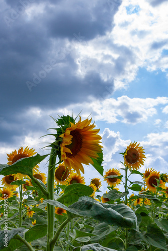 A field with blooming sunflowers. The common sunflower (Helianthus annuus). Bolgradsky district, Odessa region photo