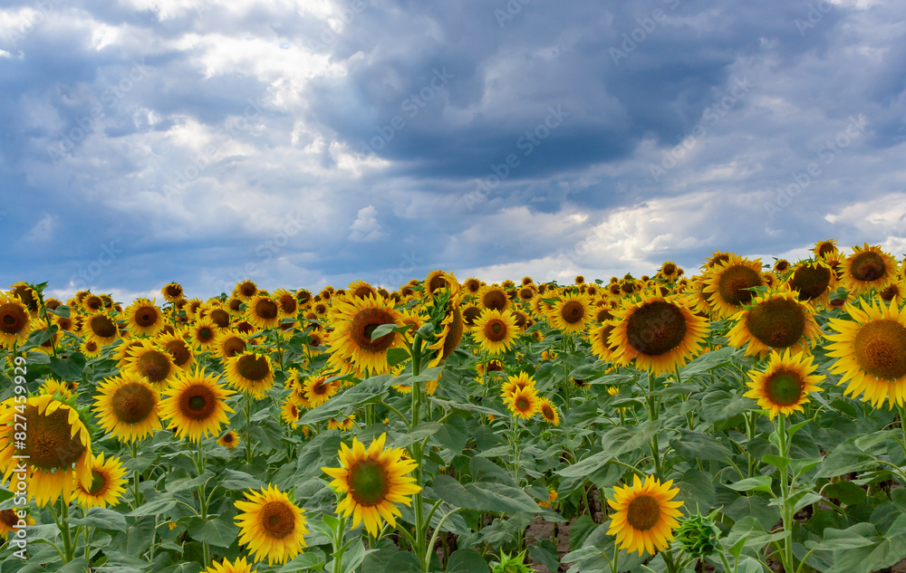 Obraz premium A field with blooming sunflowers. The common sunflower (Helianthus annuus). Bolgradsky district, Odessa region