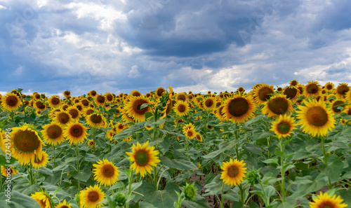 A field with blooming sunflowers. The common sunflower (Helianthus annuus). Bolgradsky district, Odessa region