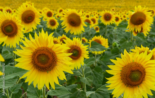 A field with blooming sunflowers. The common sunflower (Helianthus annuus). Bolgradsky district, Odessa region