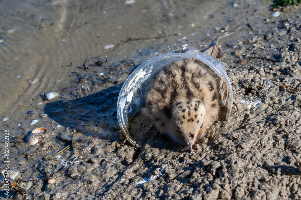 Sandwich tern (Thalasseus sandvicensis), chick hides in a plastic cup on the bank of the Tiligul Estuary