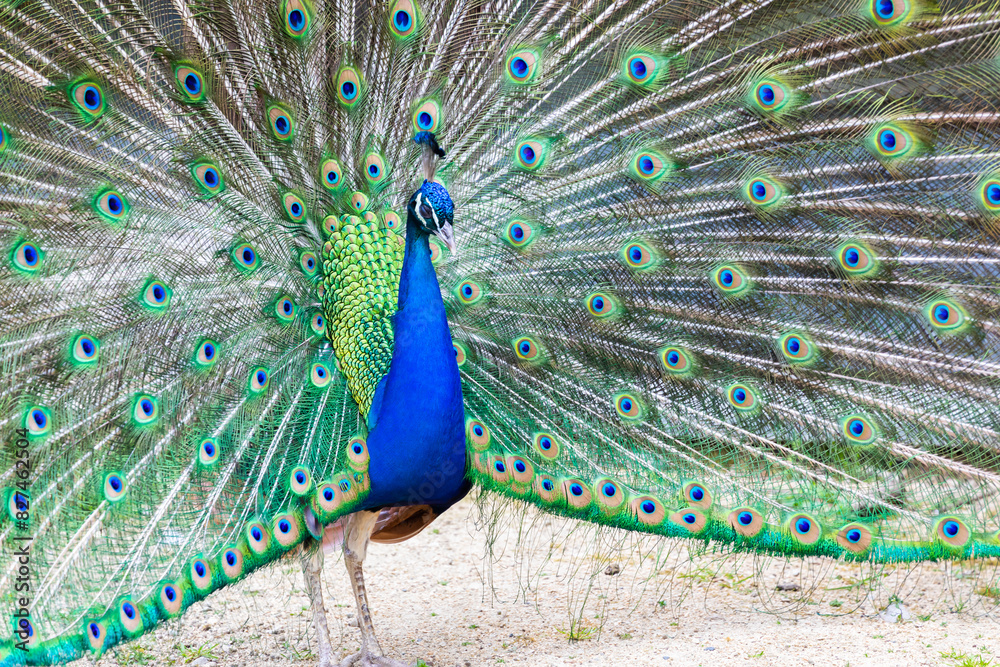 Obraz premium Peacock portrait. Beautiful colourful peackock feather