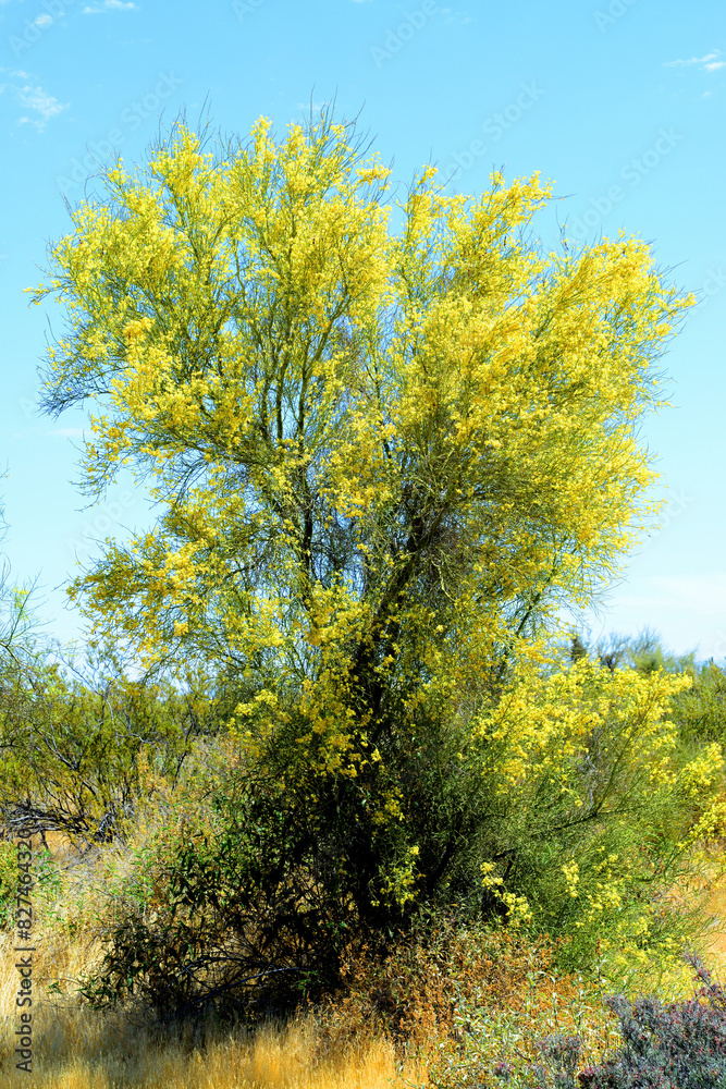 Palo Verde Tree, Sonora Desert, Spring and in bloom Palo Verde Tree, Sonora Desert, Spring and in bloom