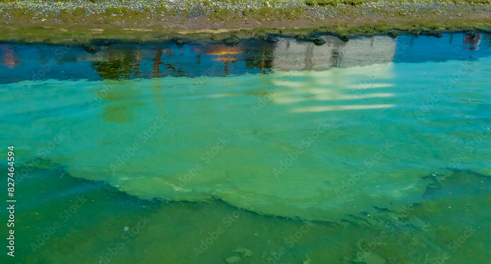 a toxic blue-green algae (Nodularia spumigena), ecological disaster