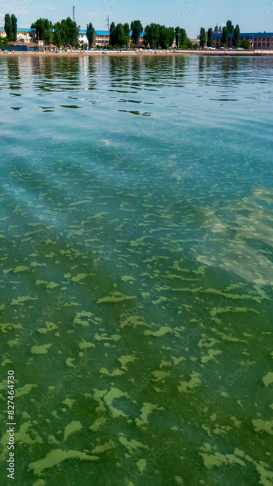 Algae float on the surface of the water in the Black Sea, a toxic blue-green algae (Nodularia spumigena) Algae float on the surface of the water in the Black Sea, a toxic blue-green algae (Nodularia spumigena)
